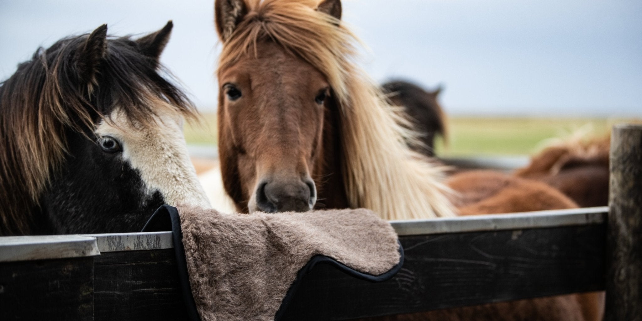 Isländer - L'Evoine