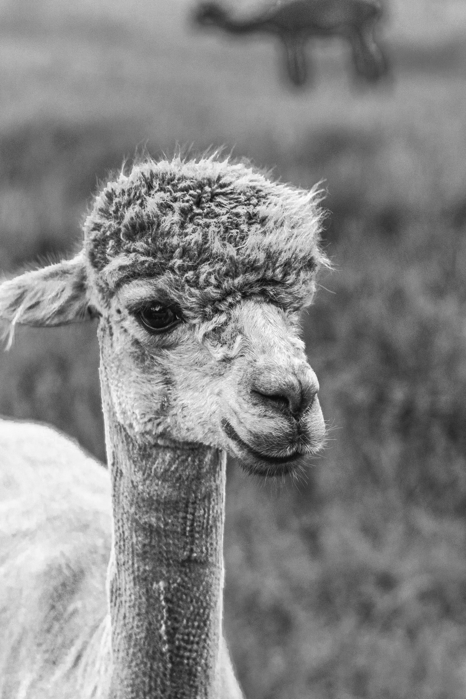 L'Evoine Alpaka Moodbild