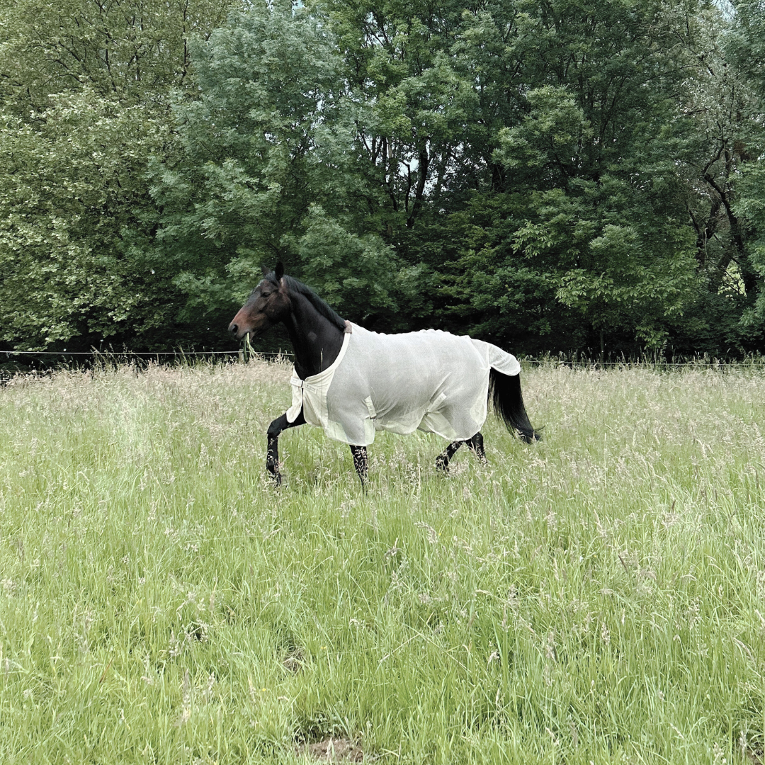 fliegendecke pferd baumwolle