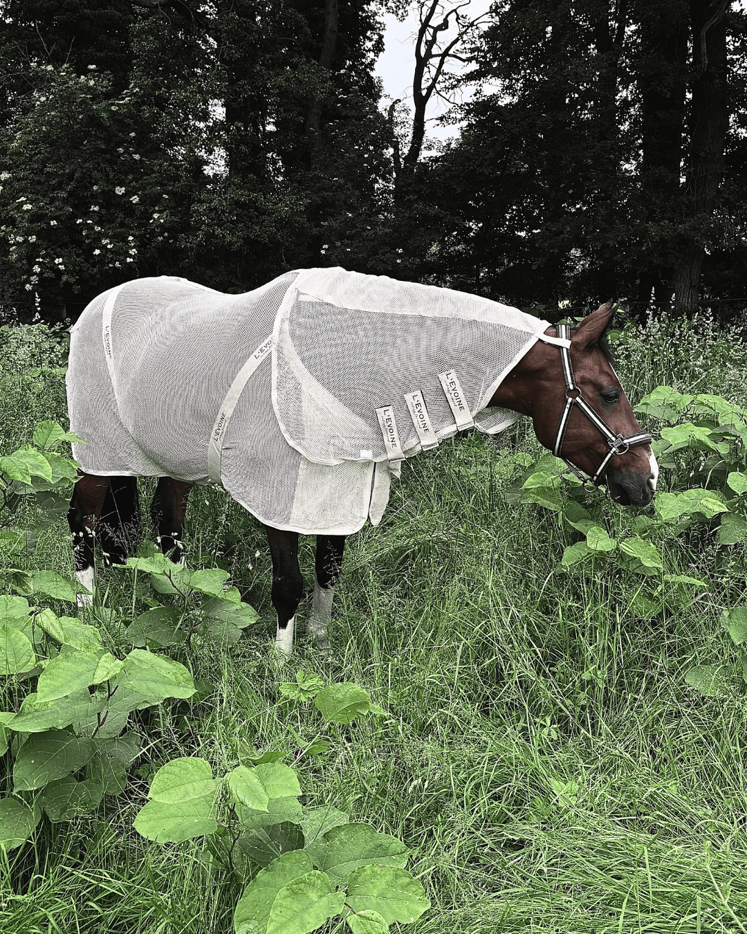 Fliegendecke Pferd
